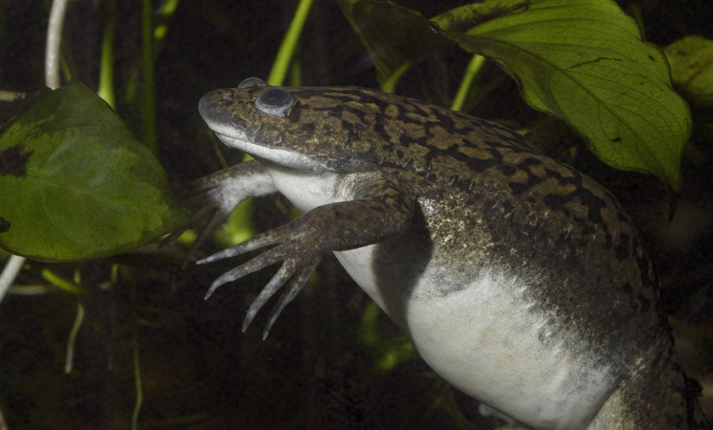 white aquatic frog