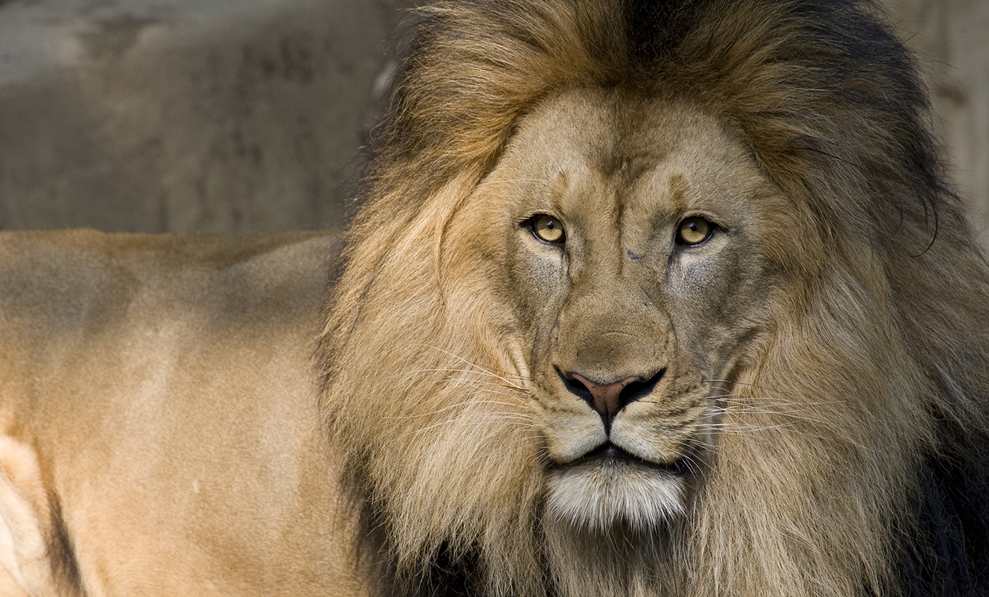 Lion Smithsonian #39 s National Zoo