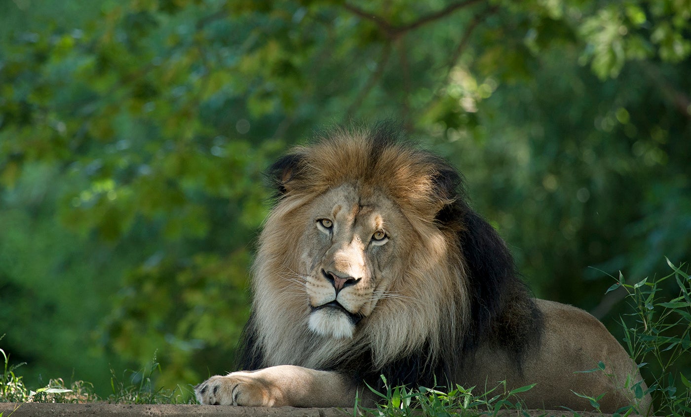 African lion laying down with greenery in the background