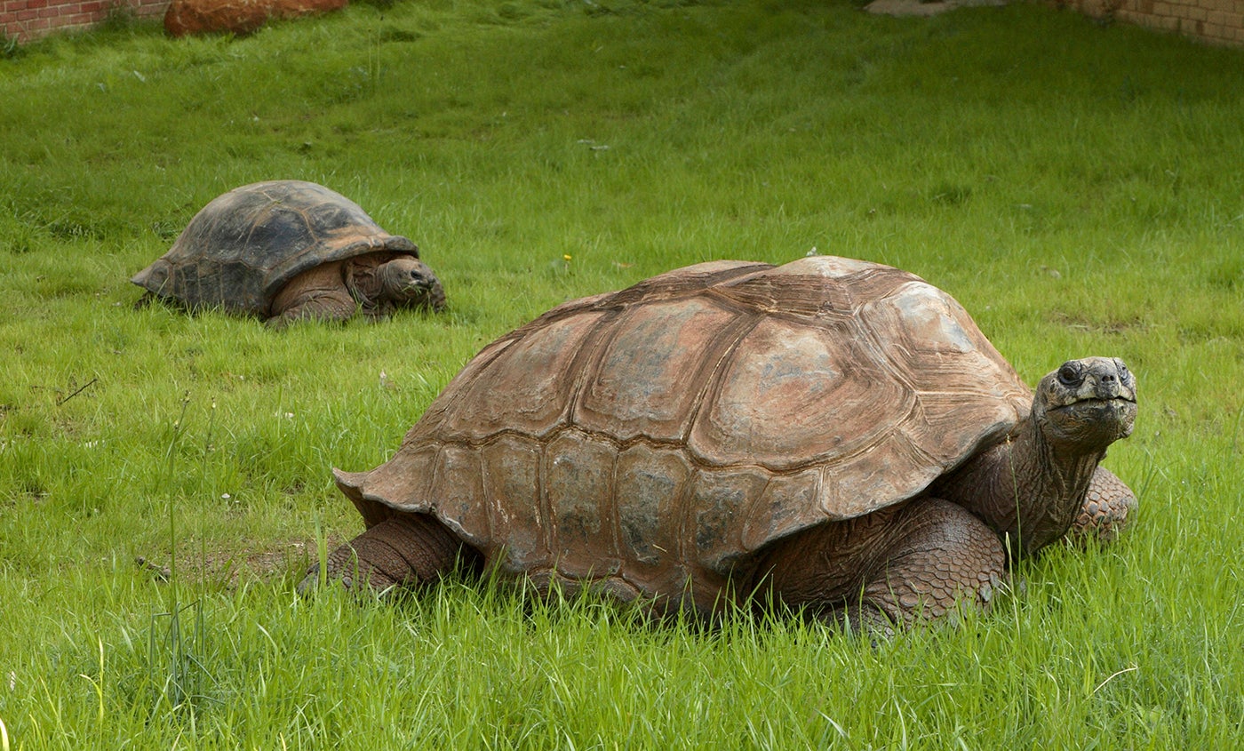 Aldabra tortoise | Smithsonian's National Zoo