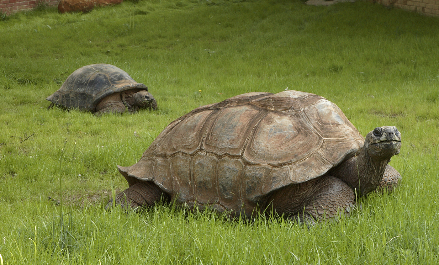 Aldabra tortoise