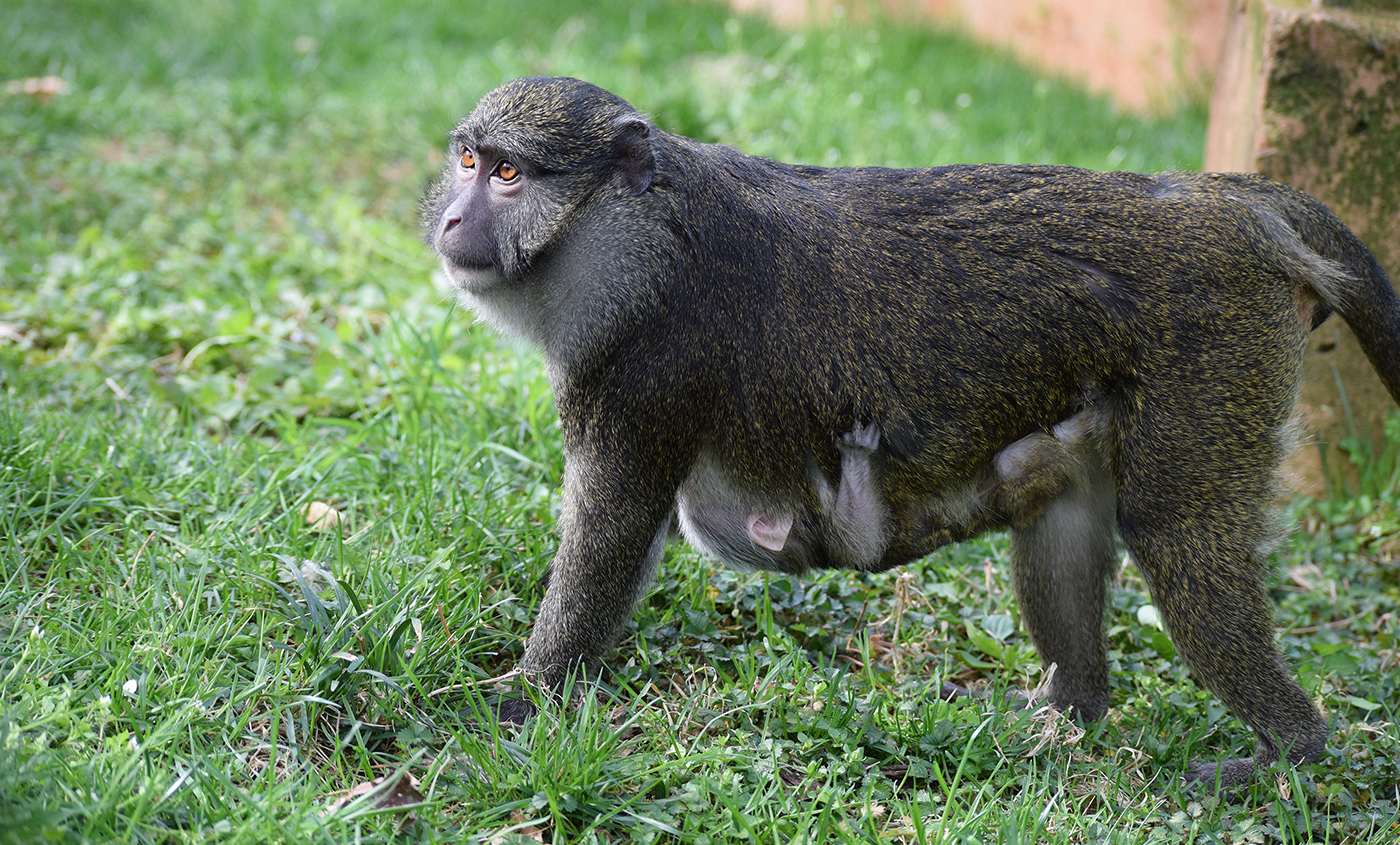 Allen's swamp monkey  Smithsonian's National Zoo and Conservation Biology  Institute