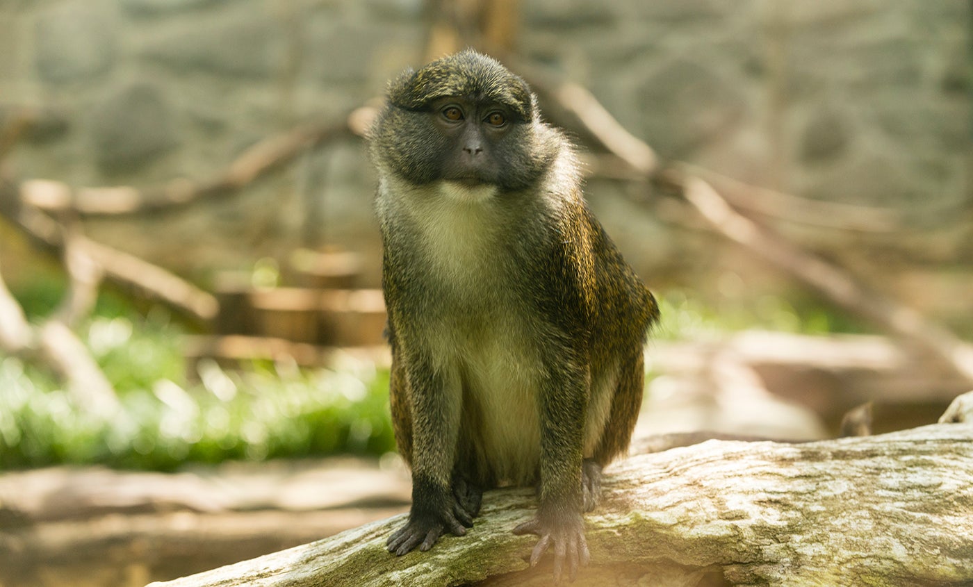 Allen's swamp monkey | Smithsonian's National Zoo