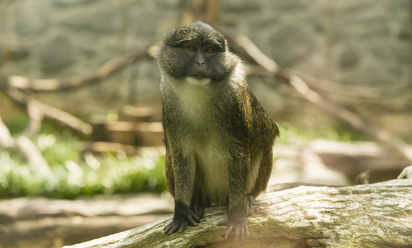 Allen's swamp monkey  Smithsonian's National Zoo and Conservation Biology  Institute