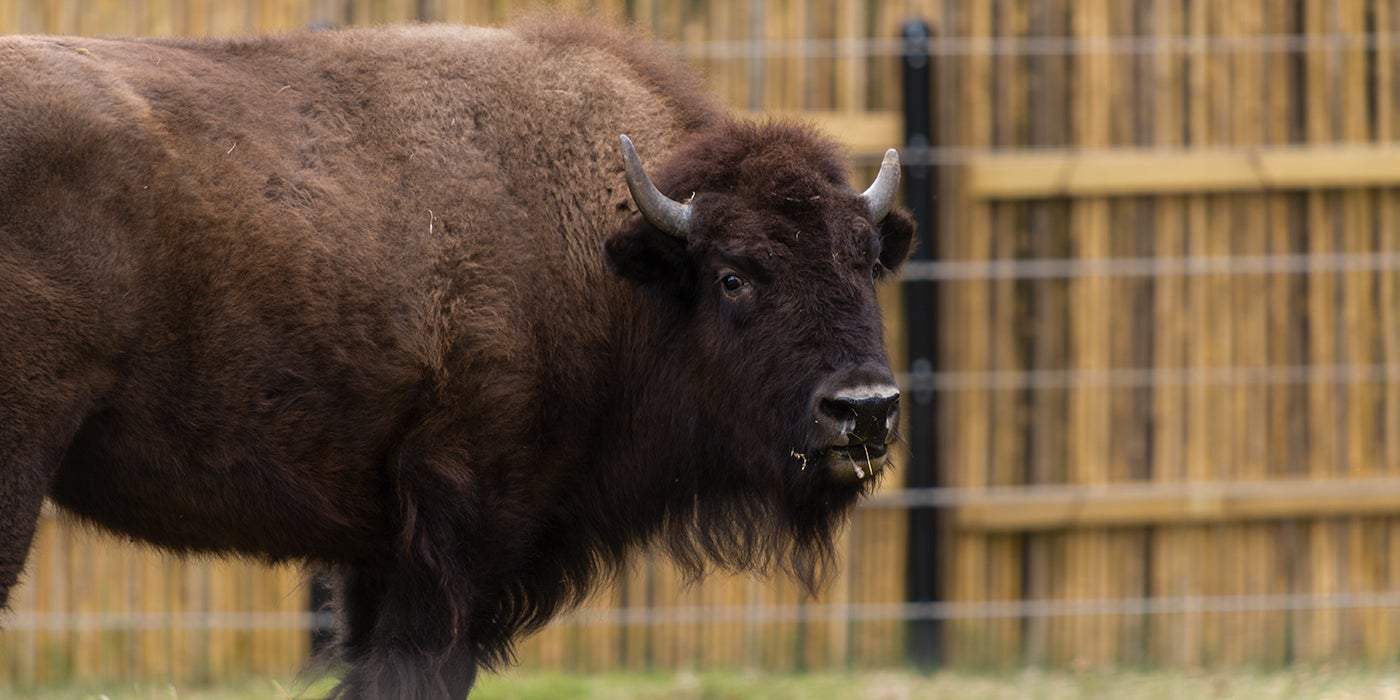 nominelt Lyn Jordbær It's Bison, Not Buffalo. And Other American Bison Facts | Smithsonian's  National Zoo