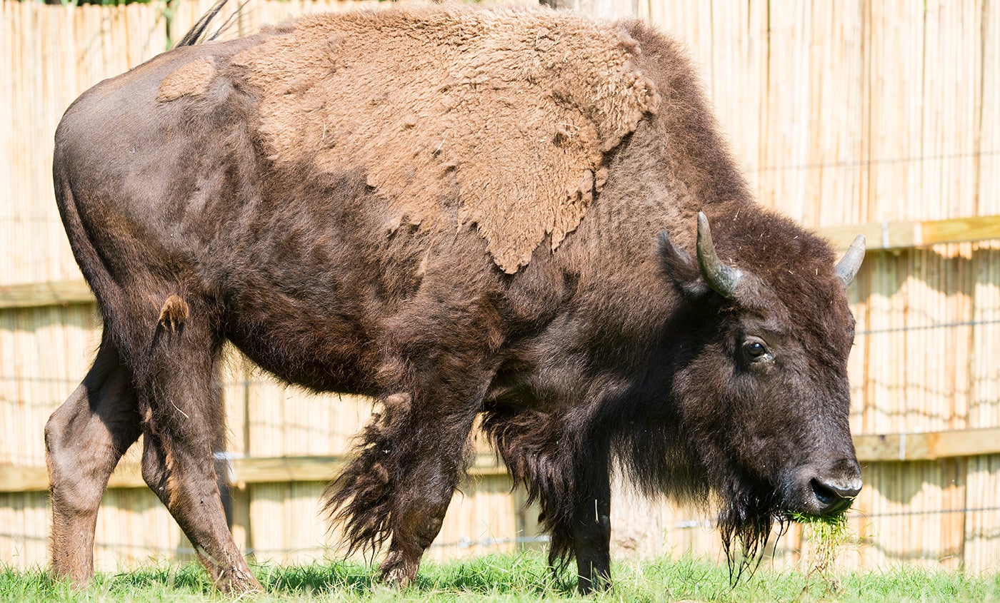MP Rig mand Human American bison | Smithsonian's National Zoo