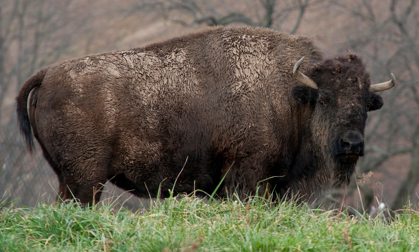 American bison | Smithsonian's National Zoo