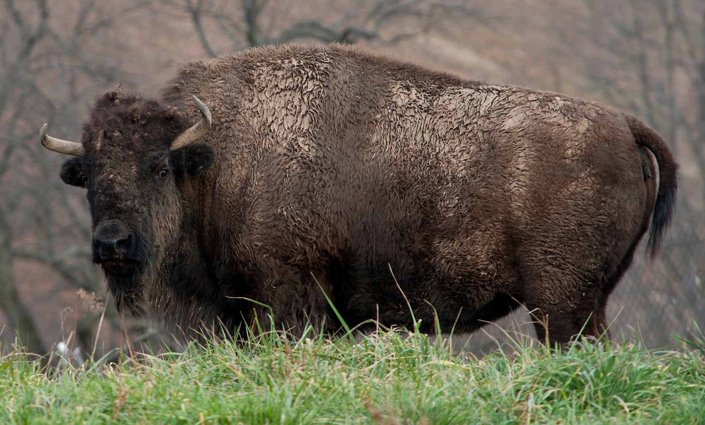 nominelt Lyn Jordbær It's Bison, Not Buffalo. And Other American Bison Facts | Smithsonian's  National Zoo