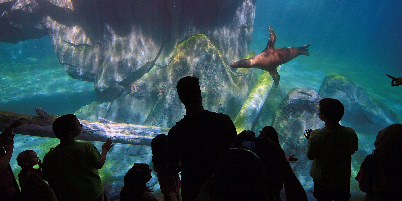 Visitors watch sea lions swimming from the underwater viewing area