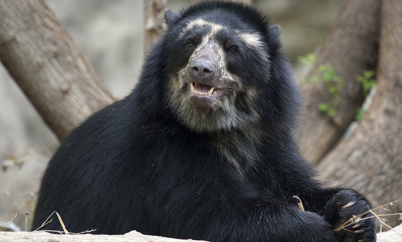 andean-bear-smithsonian-s-national-zoo