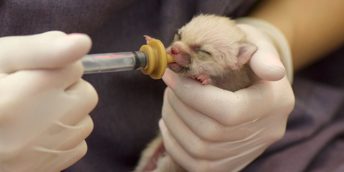 A small, furry baby animal being hand fed using a syringe