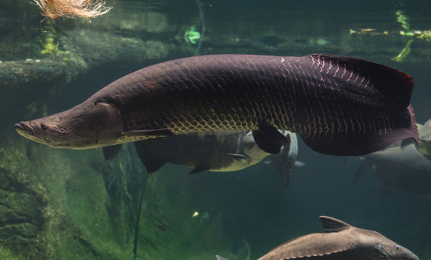 Arapaima | Smithsonians National Zoo and Conservation Biology Institute