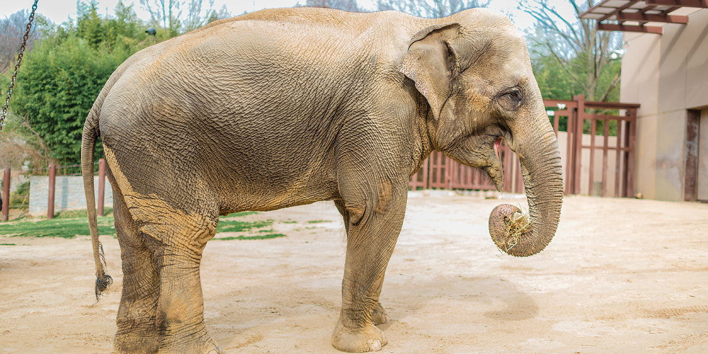 Elephants In Asia