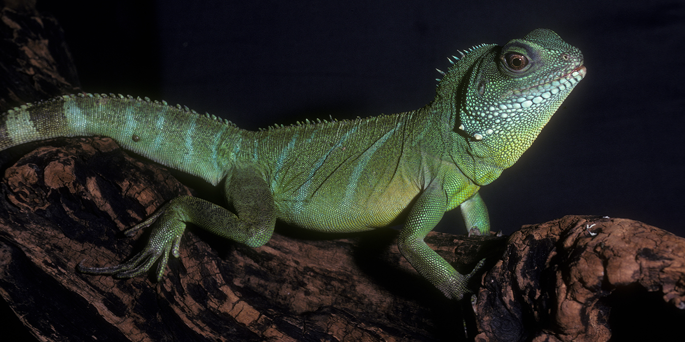 asian water dragon smithsonian s national zoo asian water dragon smithsonian s national zoo