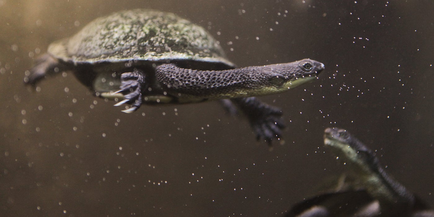 Are Snake Neck Turtles Real?