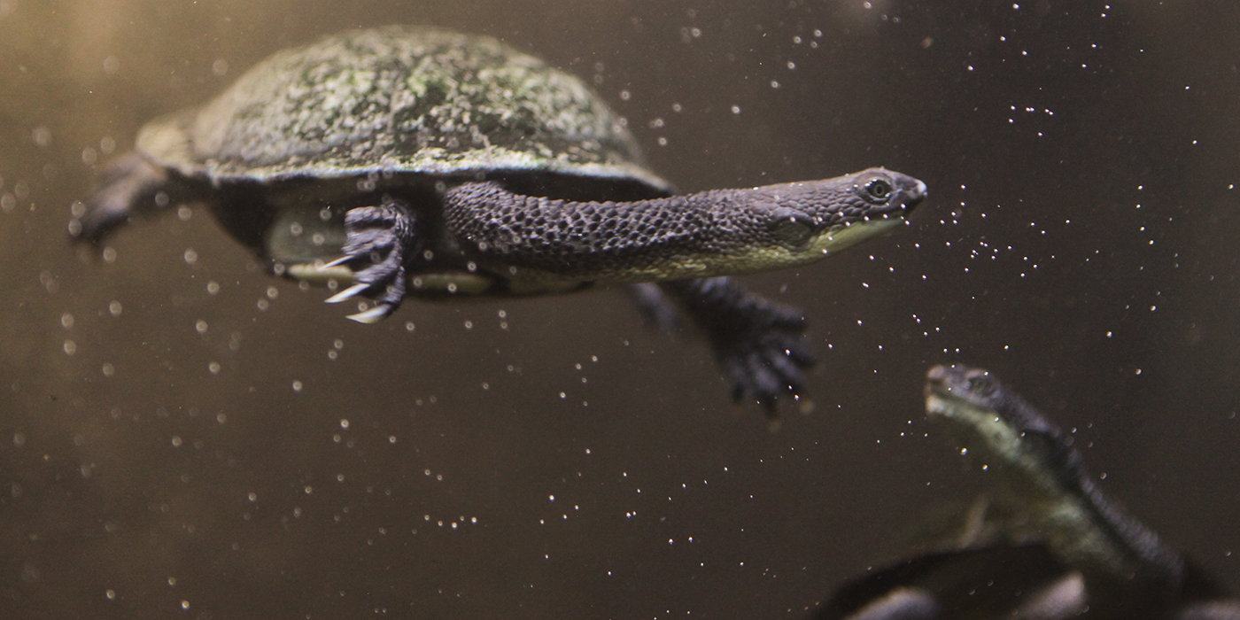 Are snake neck turtles real?