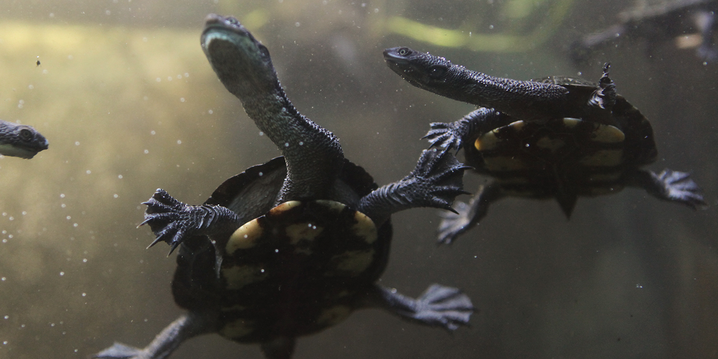 Australian snake-necked turtle | Smithsonian's National Zoo and ...