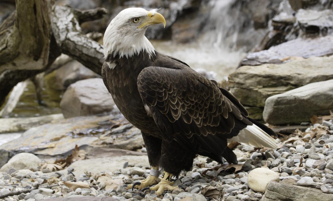 Bald eagle  Smithsonian's National Zoo and Conservation Biology Institute