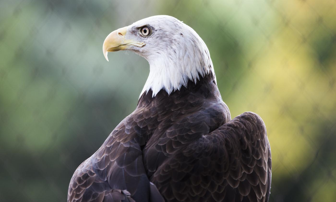 The Bald Eagle: Our National Bird - America Comes Alive