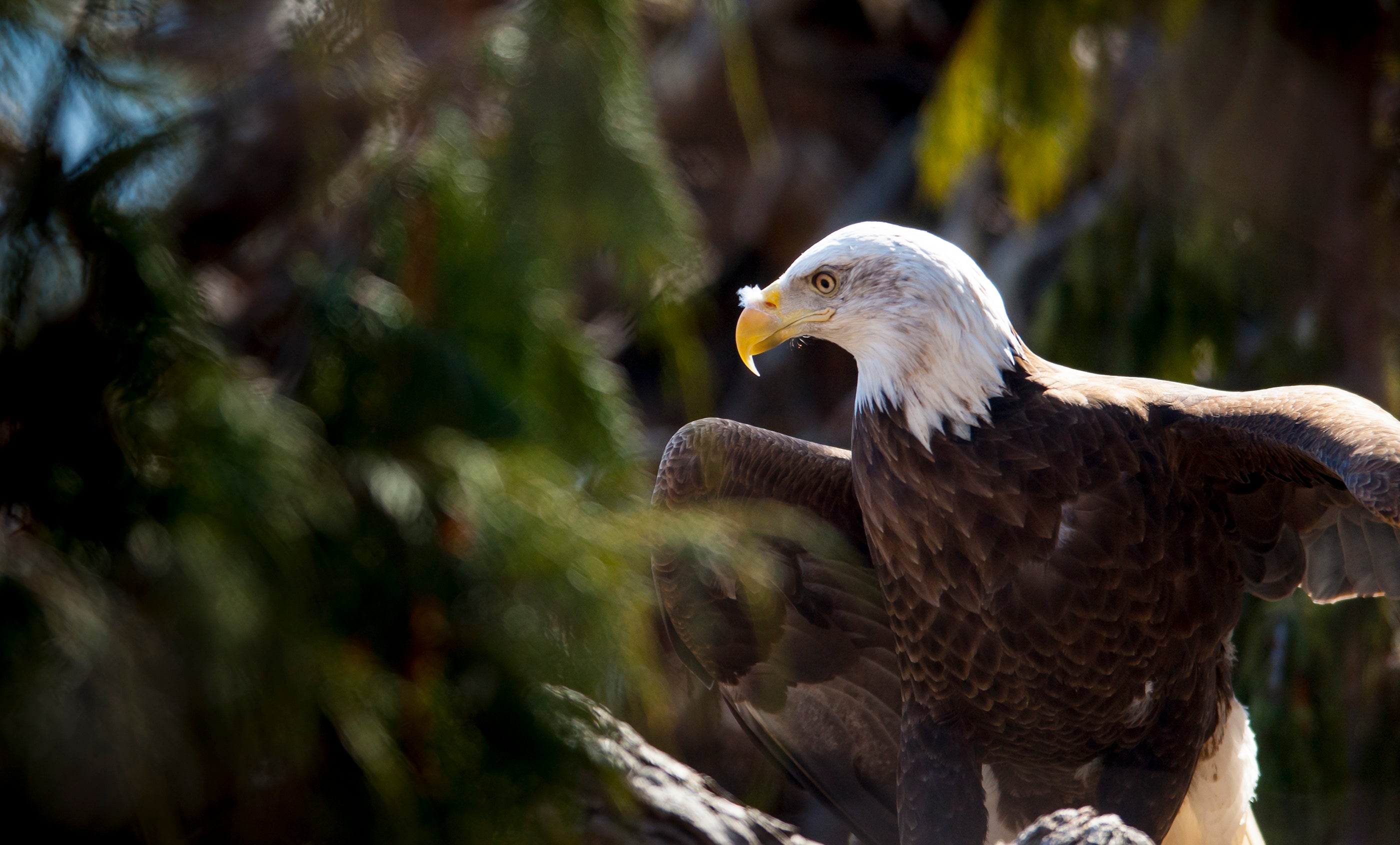 What animal eats a bald eagle?