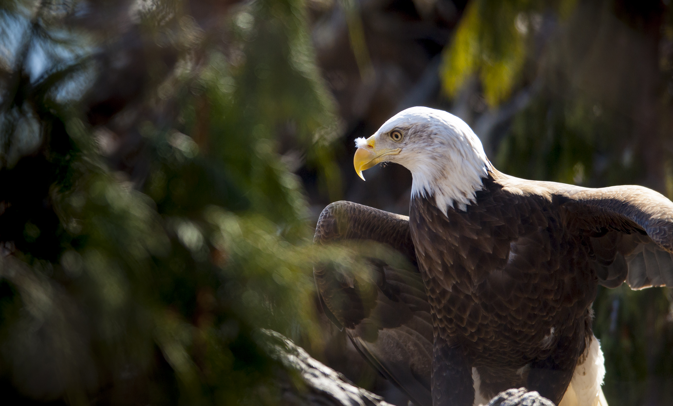 Bald Eagle Smithsonians National Zoo