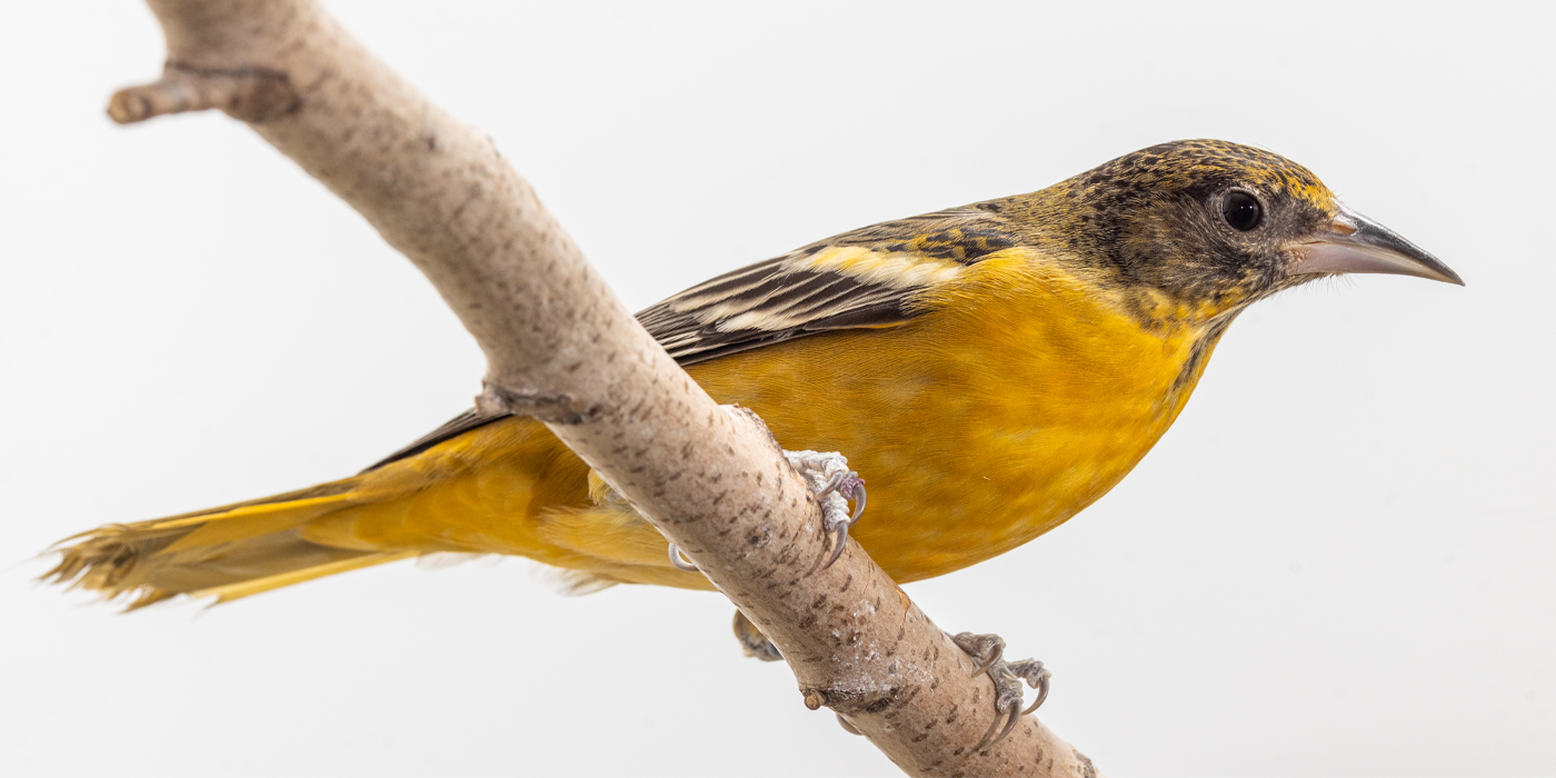 A female Baltimore oriole perches on a branch. Females have brilliant orange bodies with brown colored heads.