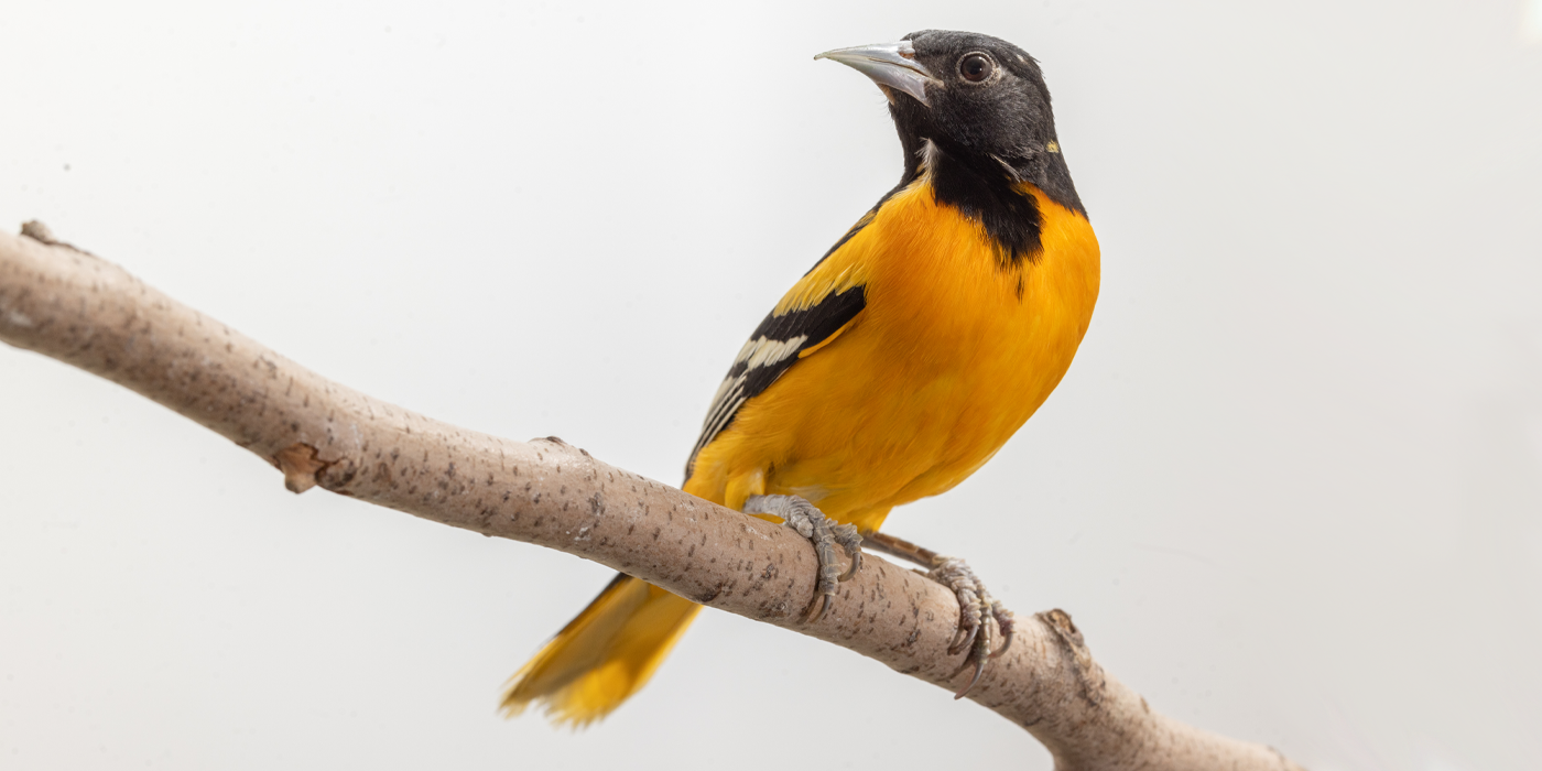 Baltimore oriole  Smithsonian's National Zoo