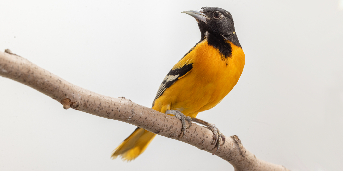 Baltimore Oriole Smithsonian s National Zoo