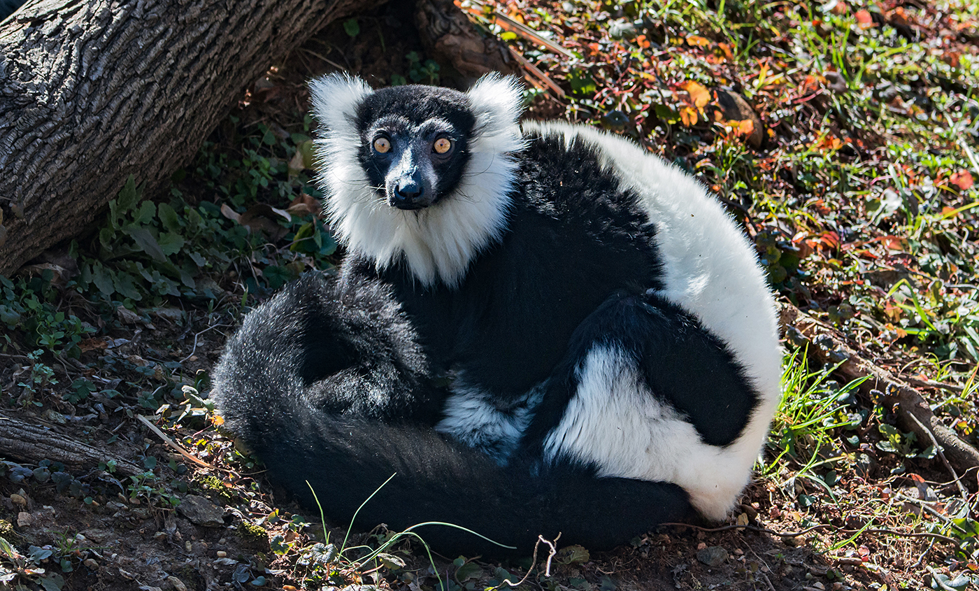 Black-and-white Ruffed Lemur | Smithsonian's National Zoo