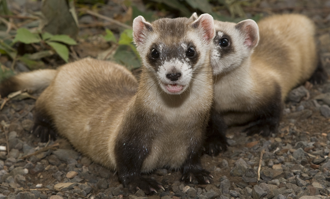 black footed ferret plush