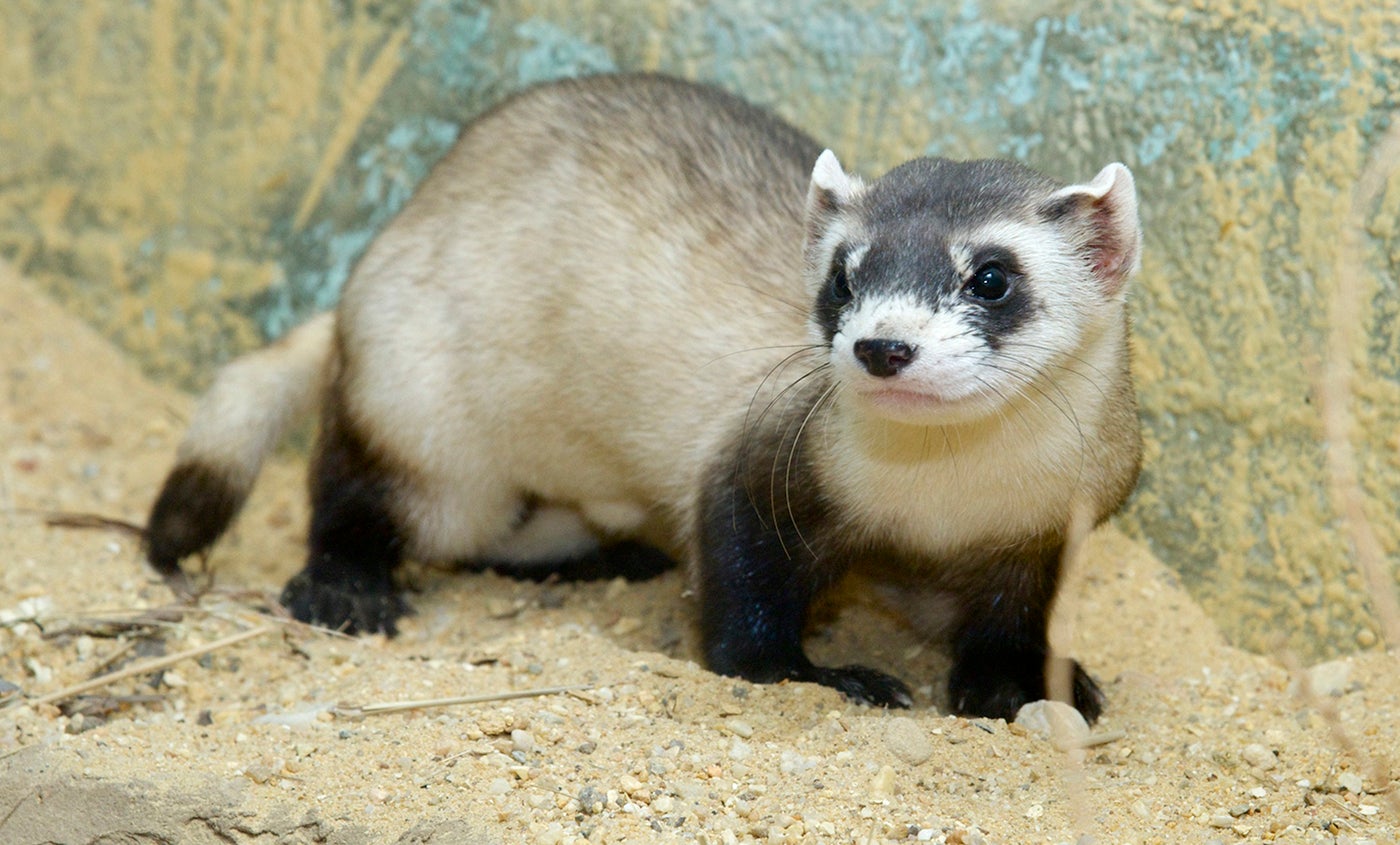 Black-footed ferret | Smithsonian's National Zoo