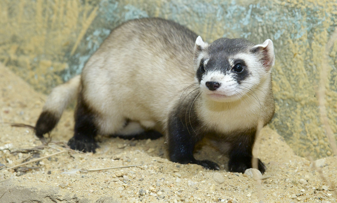 Black Footed Ferret Smithsonian S National Zoo