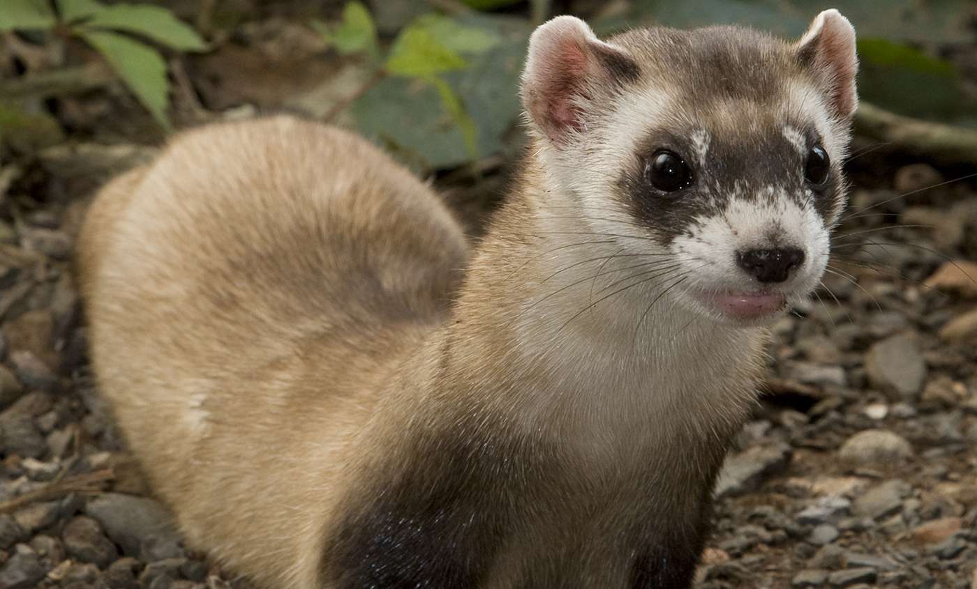 Ferret diet clearance in the wild