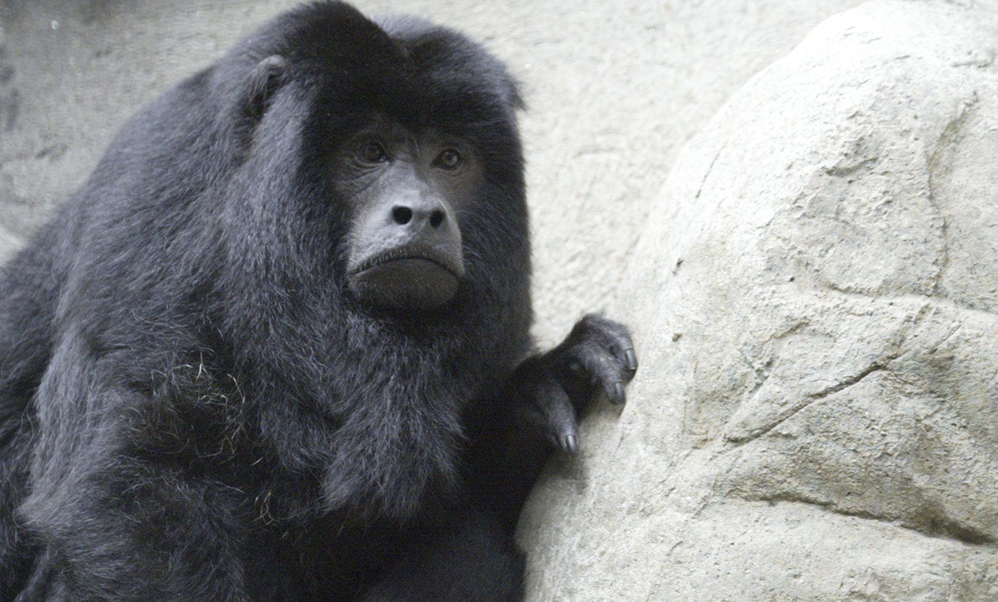 Black Howler Monkey  Rainforest Alliance