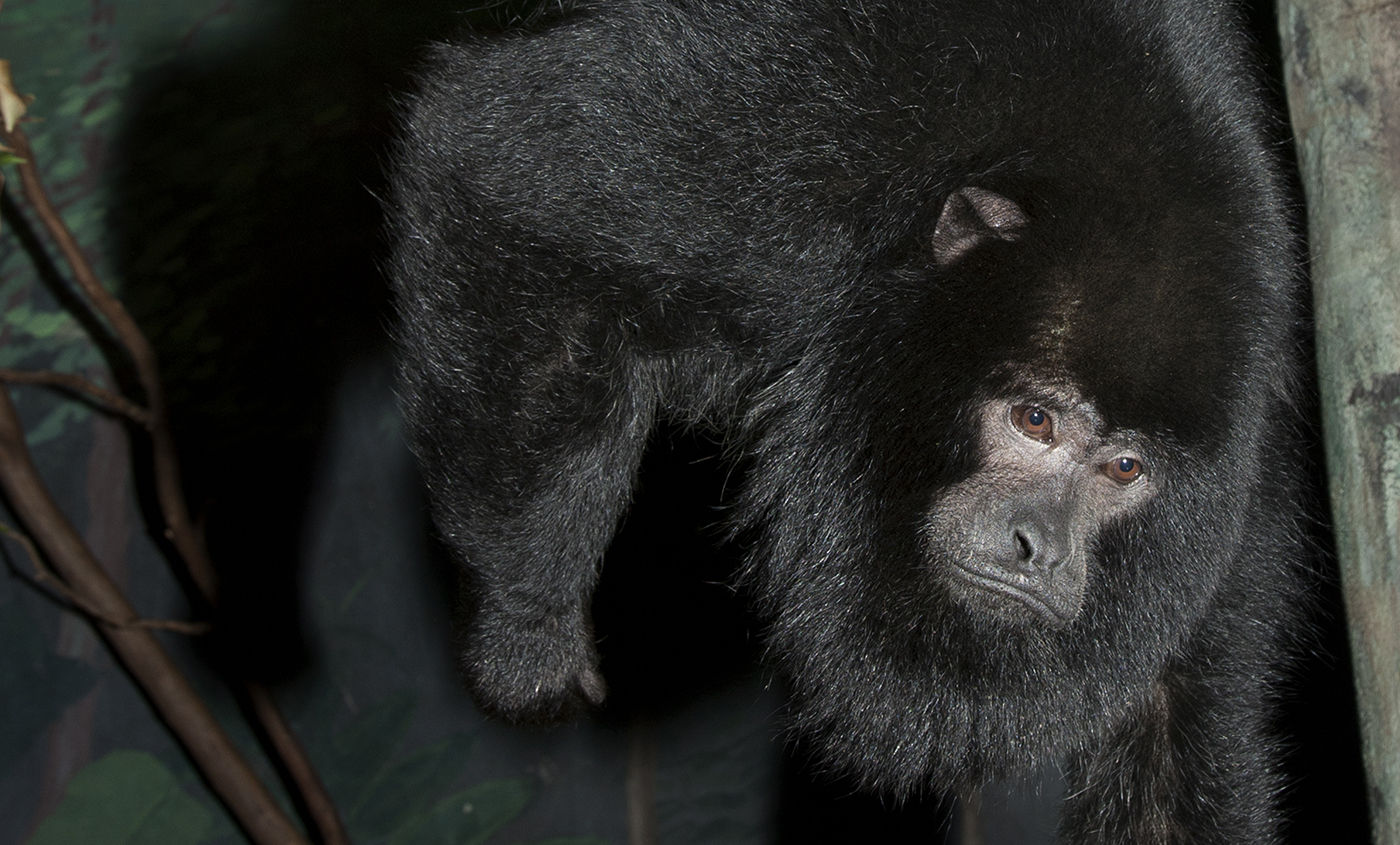 Black howler monkey  Smithsonian's National Zoo and Conservation