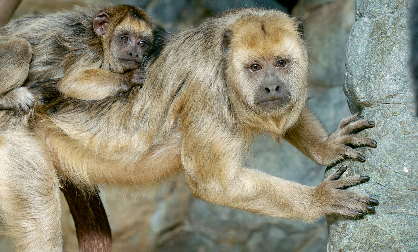 Monkey, Howler, Alouatta caraya, Primates, High Quality, Hand