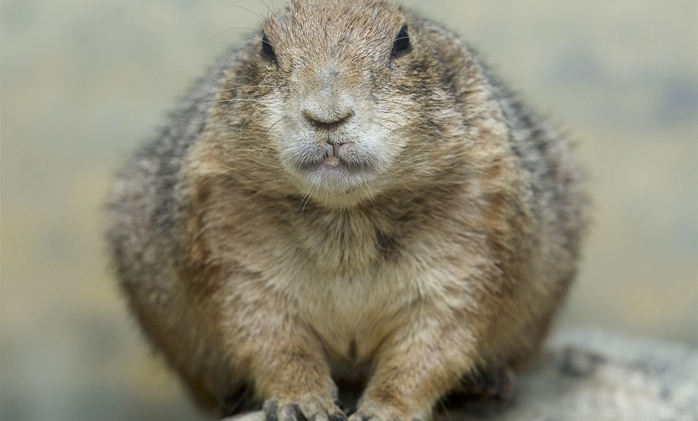 Black-tailed prairie dog | Smithsonian's National Zoo