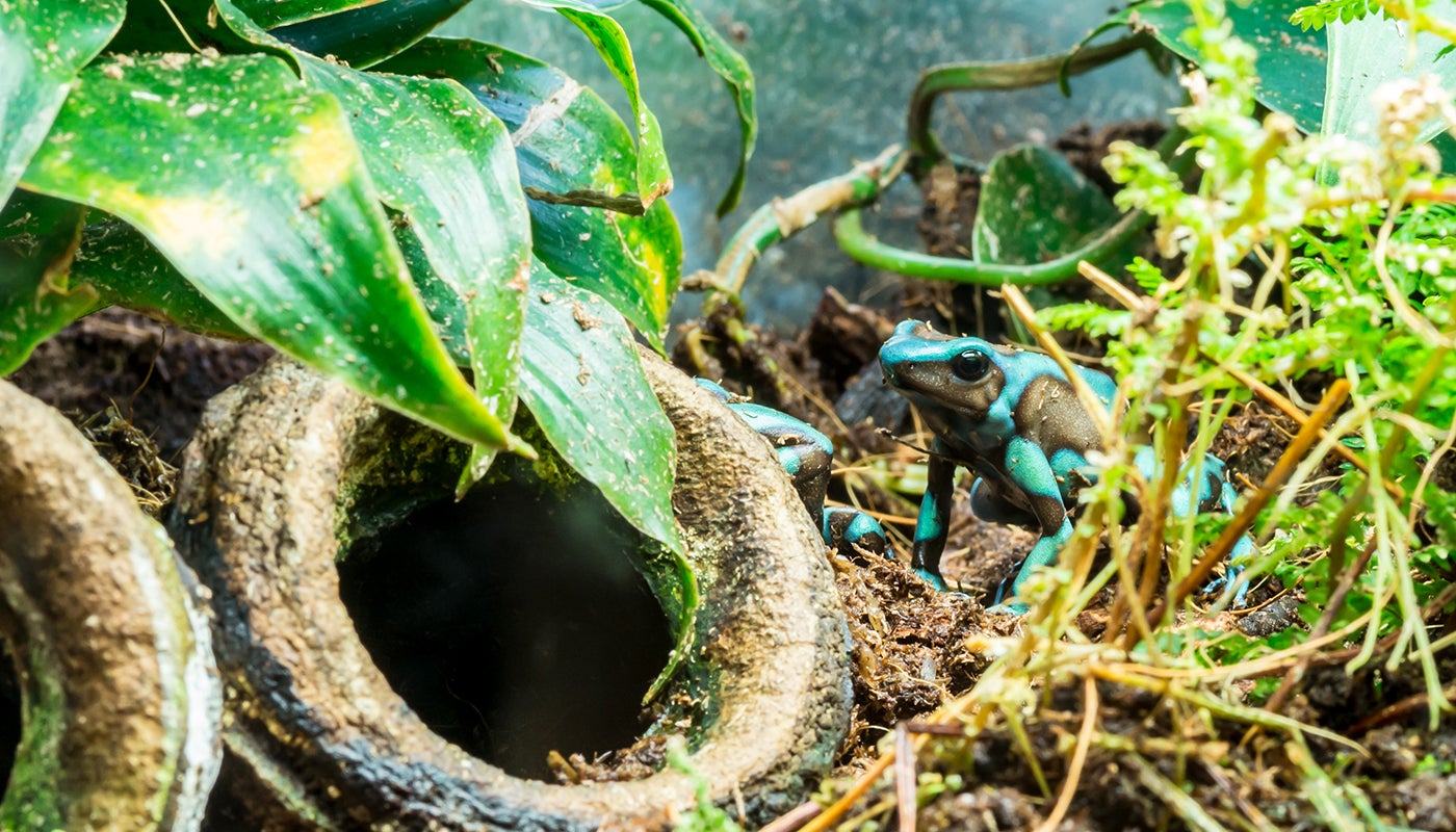 Poison frogs | Smithsonian's National Zoo