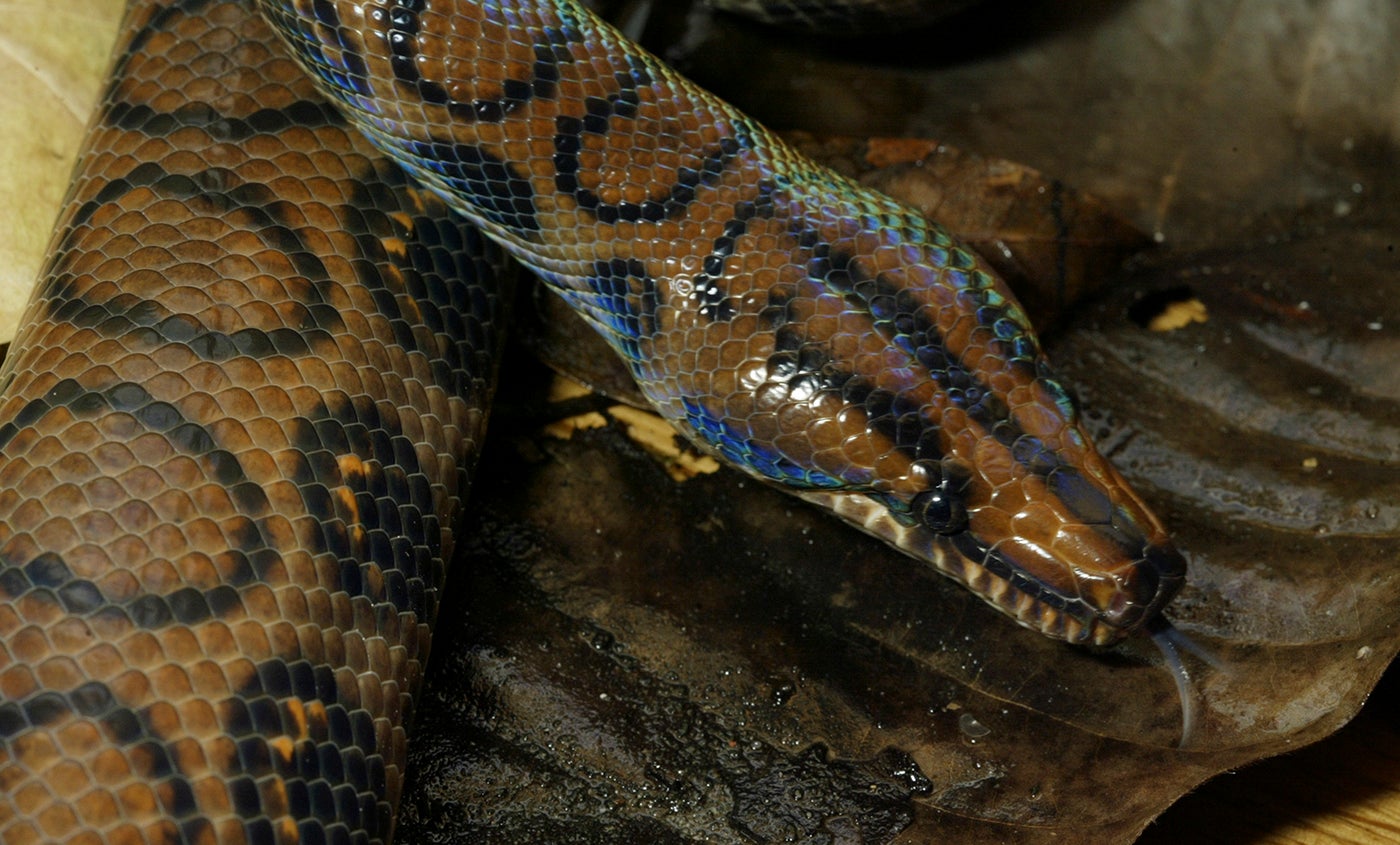 The 8 Most Colorful Boa Constrictor Species: a Rainbow of Serpents