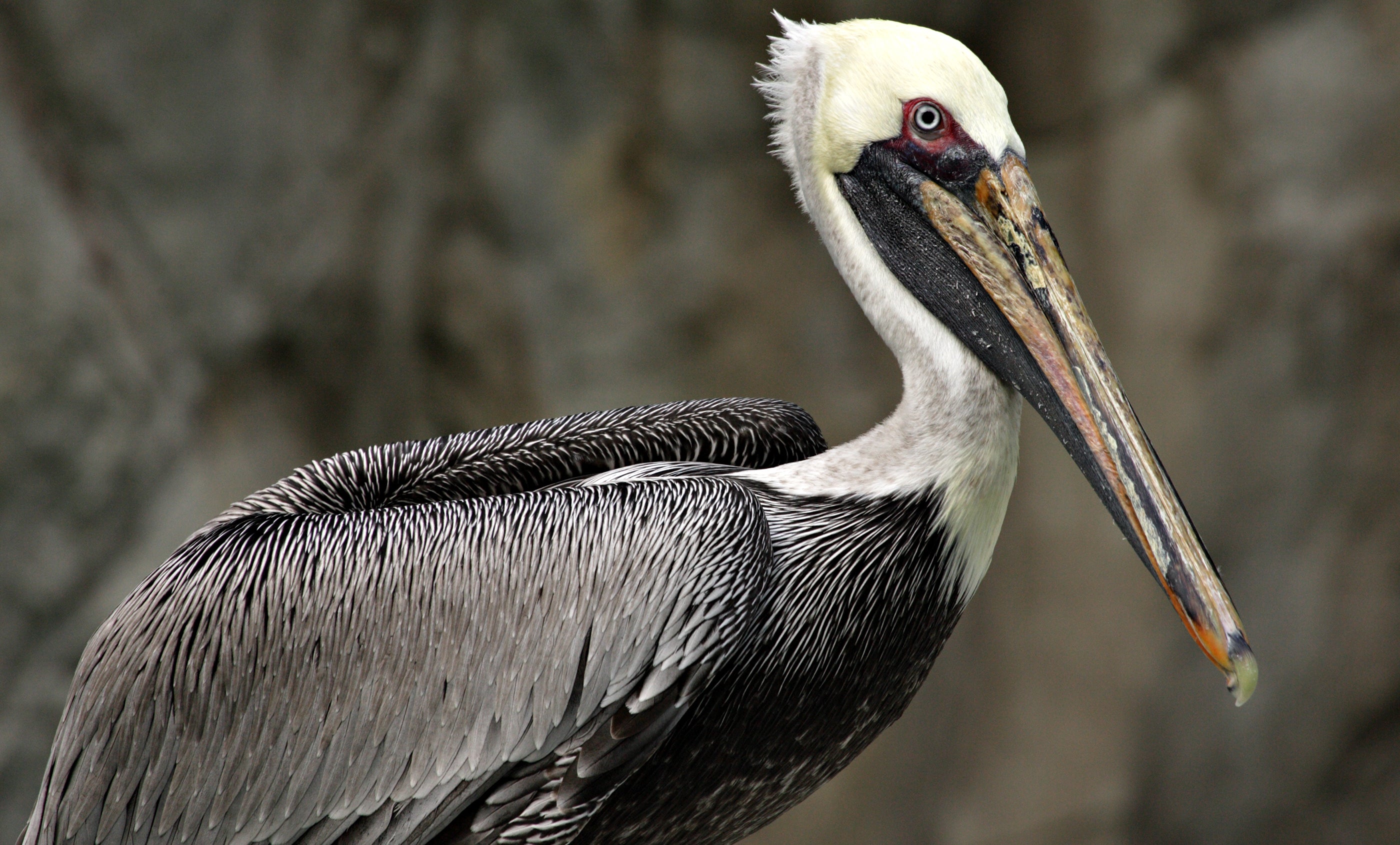 A brown pelican with a gray-brown body, white head and neck, and long bill