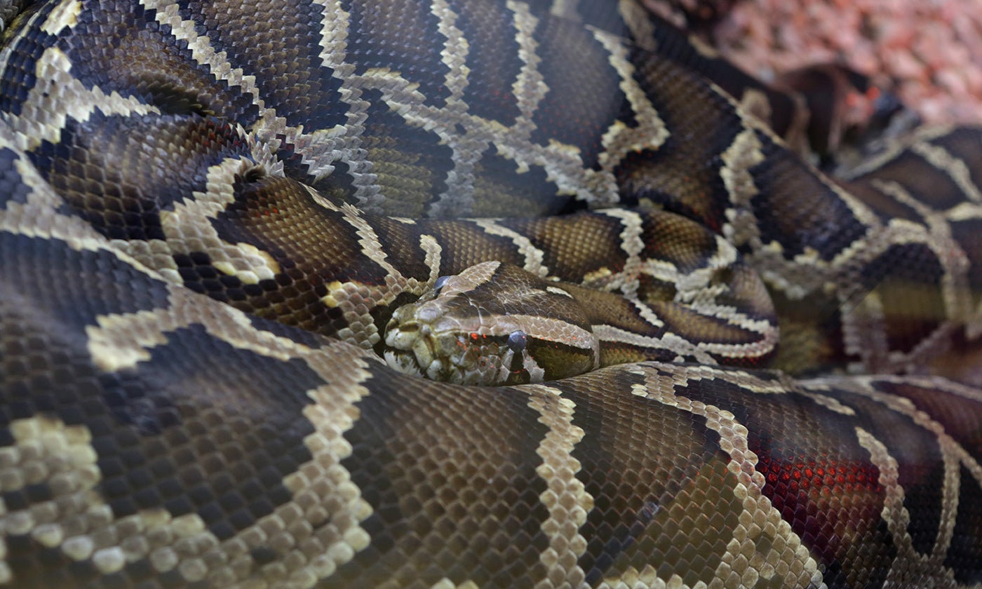 Burmese rock python | Smithsonian's National Zoo
