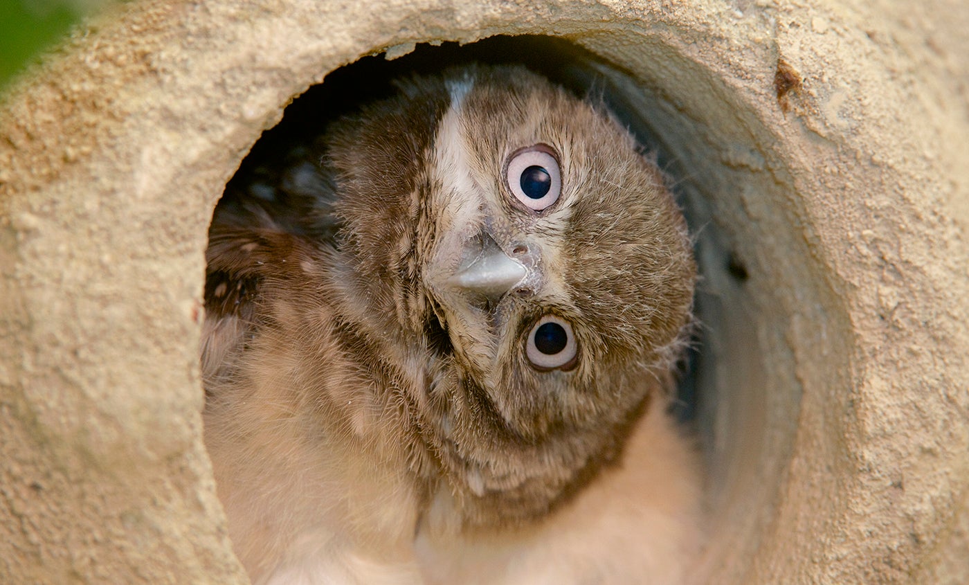 Burrowing Owl Smithsonian S National Zoo
