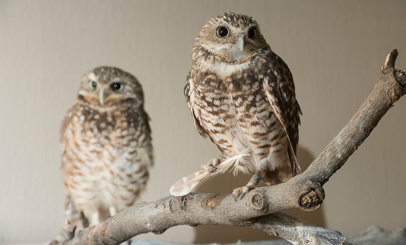 Burrowing owl | Smithsonian's National Zoo