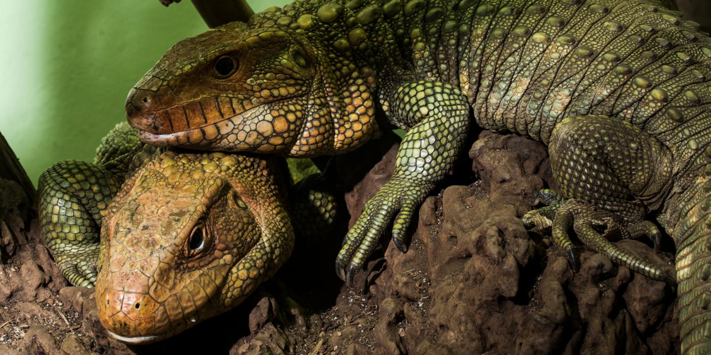 https://nationalzoo.si.edu/sites/default/files/animals/caiman-lizard-004.jpg