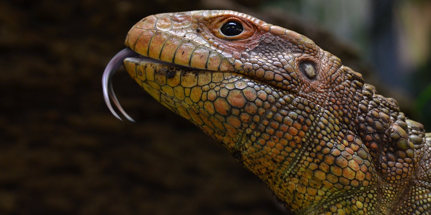 Caiman lizard | Smithsonian's National Zoo