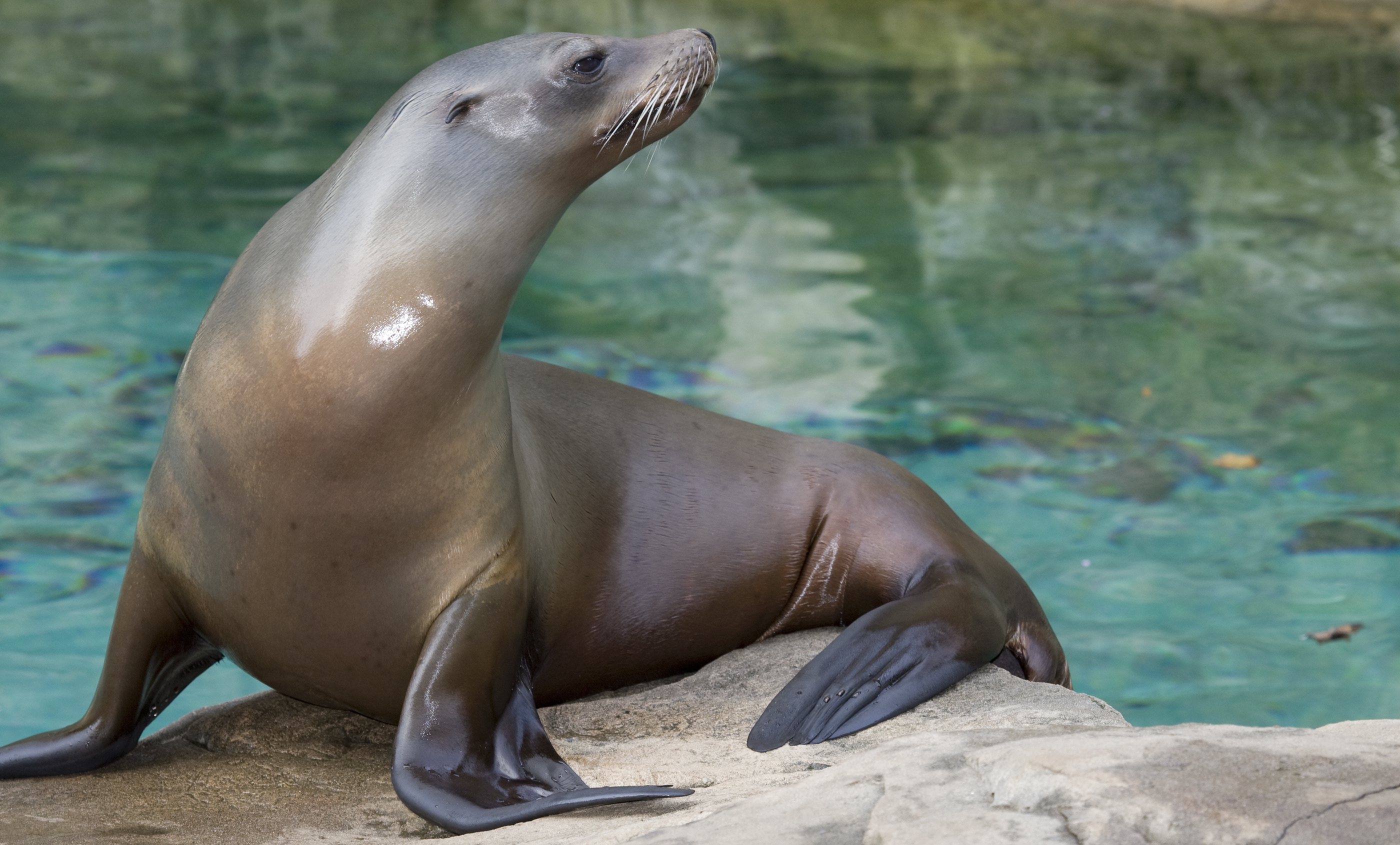 California Sea Lion Smithsonian S National Zoo [ 1690 x 2800 Pixel ]