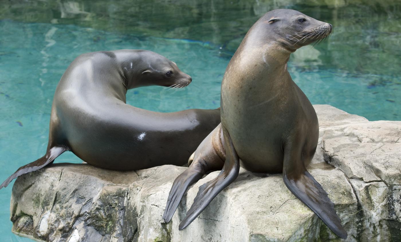 California sea lion  San Diego Zoo Wildlife Explorers