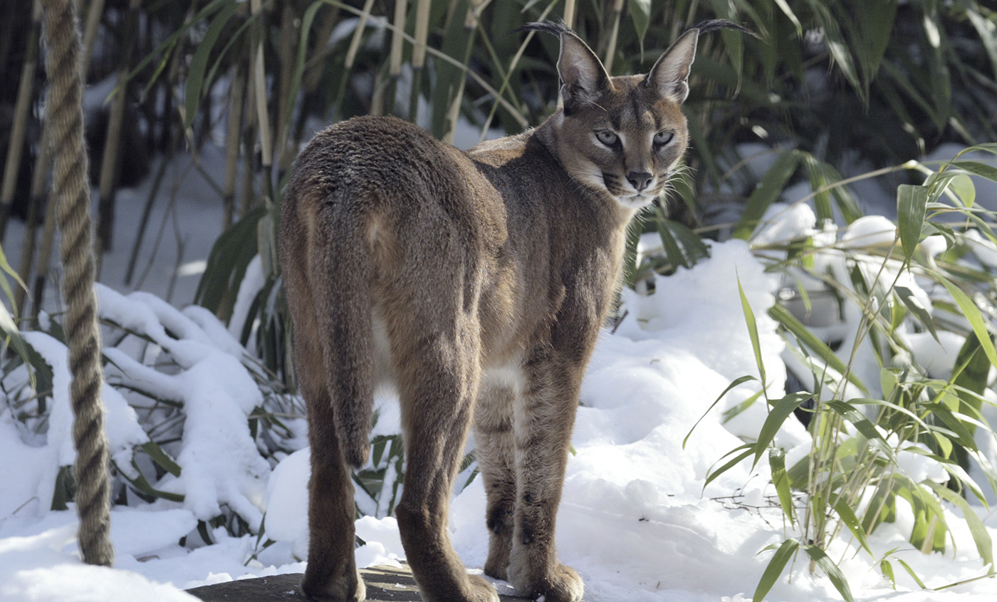 Caracal lynx  Smithsonian's National Zoo and Conservation Biology Institute