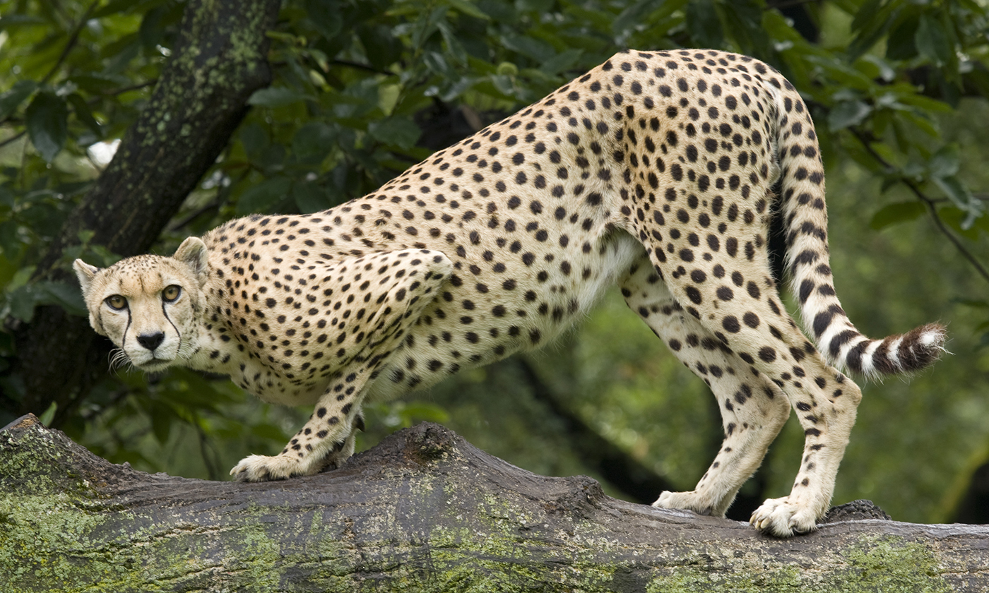 carnivores-smithsonian-s-national-zoo