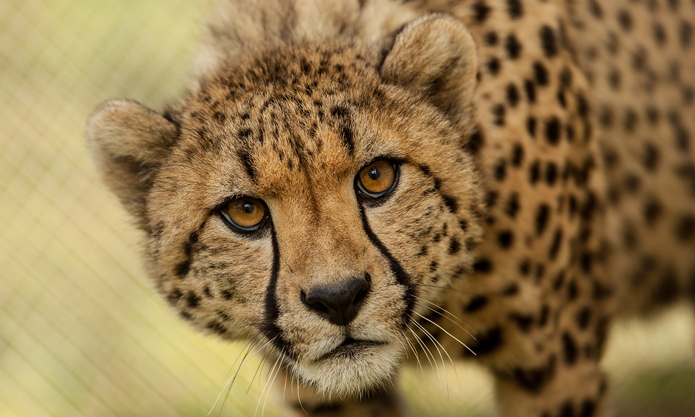 Cheetahs' ears help them run, and they're not the only animal